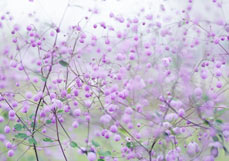 Postkarte Wiesenraute VII