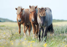 Postkarte Geliebte Pferdchen