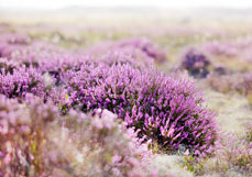 Postkarte Heideblüte