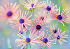 Postkarte Rudbeckia subtomentosa II