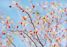 Postkarte Hagebuttenzauber