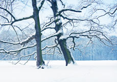 Postkarte Verschneite Baumriesen