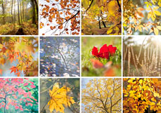 Postkarte Herbst