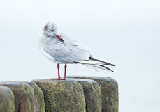 Postkarte Sanfte Schönheit