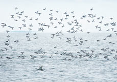 Postkarte Reiherenten im Flug