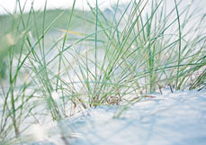 Postkarte Strandhafer