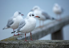 Postkarte Möwen auf der Seebrücke