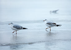 Postkarte Ballett der Möwen