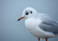 Postkarte Portrait einer Lachmöwe