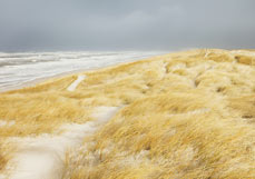 Postkarte Sonnengelbe Düne
