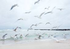 Postkarte Möwen an den Buhnen II