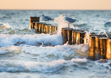 Postkarte Möwen gelassen in der Gischt
