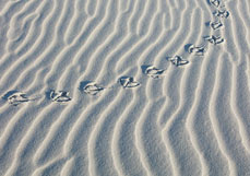 Postkarte Möwenspuren im Sand