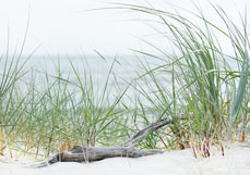 Postkarte Treibholz liebt Strandhafer