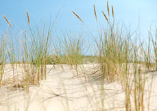 Postkarte Zarter Dünenbewuchs