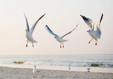 Postkarte Möwenbande I