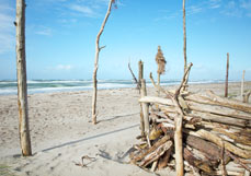 Postkarte Treibholzkunst am Naturstrand