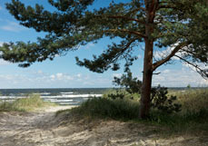 Postkarte Kiefer am Meer