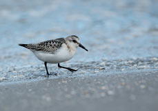 Postkarte Sanderling