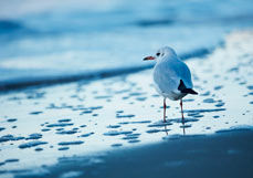 Postkarte Abendlicher Strandgast