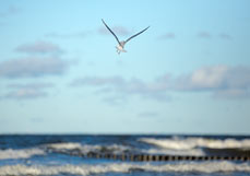 Postkarte Hoch über der See