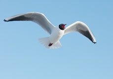 Postkarte Möwengeschrei