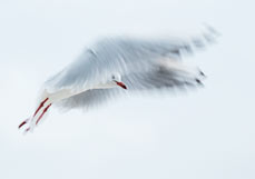 Postkarte Möwenflug I