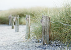 Postkarte Am Rand der Düne I