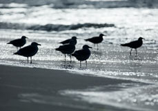 Postkarte Möwen im Gegenlicht
