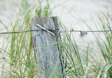 Postkarte Am Rand der Düne II