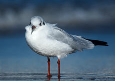 Postkarte Lachmöwe im Sonnenlicht