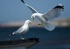 Postkarte Begrüßung der Sturmmöwen