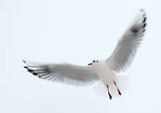 Postkarte Möwenflug IV