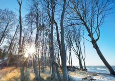 Postkarte Sonne im Küstenwald