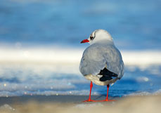 Postkarte Entzückende Lachmöwe