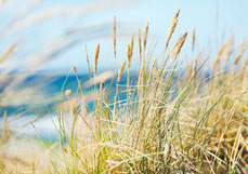 Postkarte Blick von der Düne