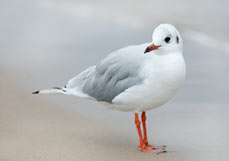 Postkarte Larus ridibundus