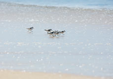 Postkarte Flinke Sanderlinge