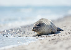 Postkarte Junge Robbe