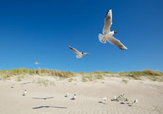 Postkarte Himmelblau mit Möwen