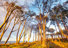 Postkarte Abendsonne im Küstenwald