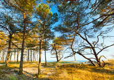 Postkarte Zauberhafter Küstenwald
