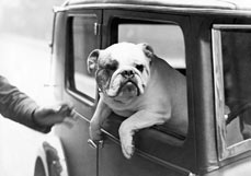 Postkarte Wo ist mein Chauffeur?