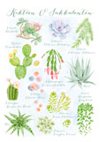 Postkarte Kakteen & Sukkulenten