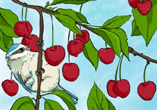 Postkarte Geliebte Kirschen