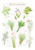 Postkarte Gartenkräuter