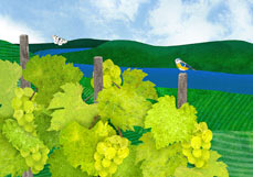 Postkarte Weinberge