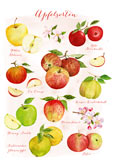 Postkarte Apfelsorten