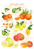 Postkarte Zitrusfrüchte
