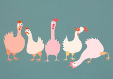 Postkarte Verrückte Hühner